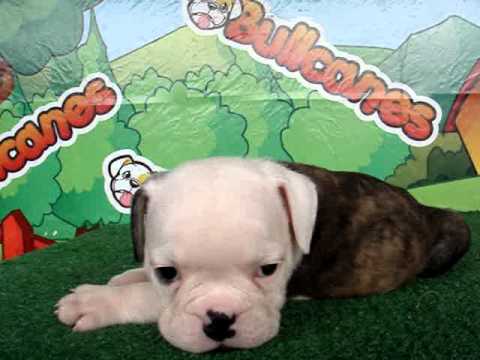 English bulldog For Sale - Chicory - http://www.bullcanes.net - ceo@bullcanes.net puppy paradise