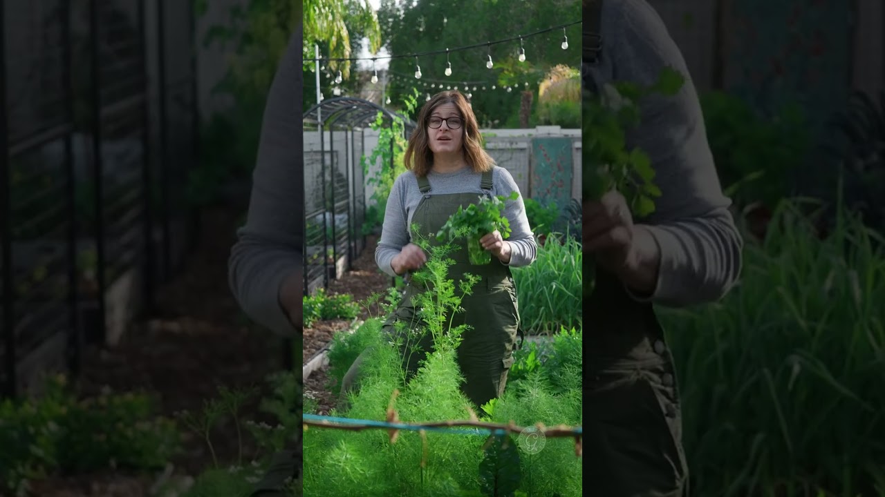 Don't let Cilantro BOLT!  