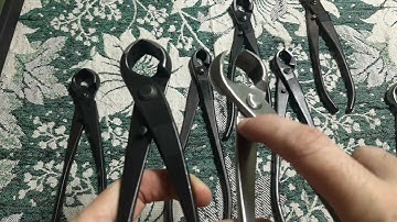 Cách Nhận Dạng Hình Dáng  Để Đoán Được Cạp Tròn Tàu - Cạp Tròn Nhật .