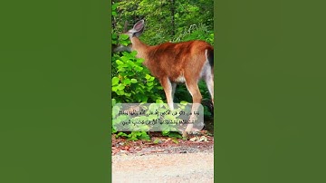 من هدايه آيات سورة #هود #المصحف #قرآن_الصباح #اكسبلور #قرآن #الرحمن #آيات #المنشاوي_قارئ_القلوب