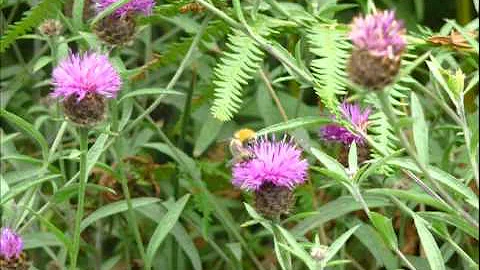 CLARA HAYES TELLS ALL ABOUT BUMBLEBEES