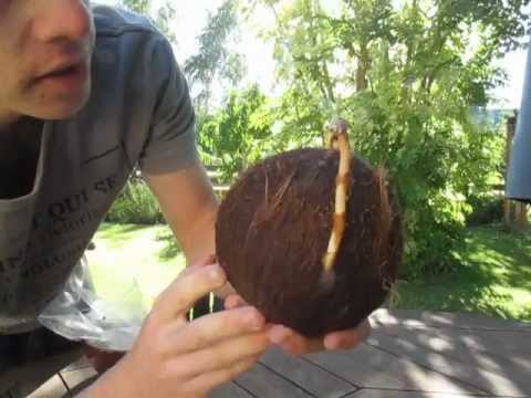 How to Grow a Coconut Palm from a Dehusked Coconut. Step-by-step