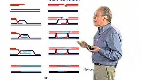 Gene conversion - Jim Haber (Brandeis)
