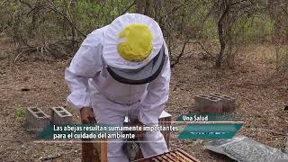 Día mundial de las abejas