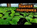 Выращиваем низкую и толстую рассаду огурца. Первые подкормки