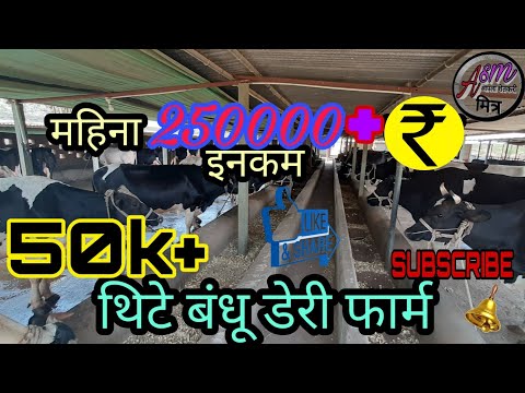 600 लिटर डेली दूध उत्पादन /600 litres daily milk production