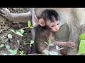 Tiny Baby Monkey Needs Love – Heartwarming Moments