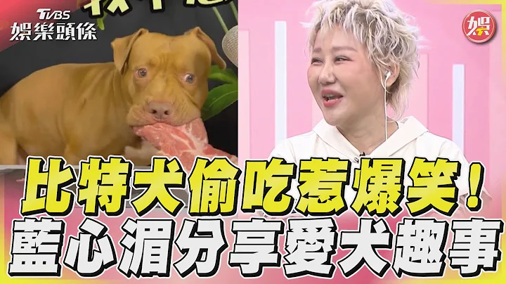 贪吃比特犬大啖鲜食惹爆笑 蓝心湄分享爱犬偷吃趣事!｜TVBS新闻@TVBSNEWS01 - 天天要闻