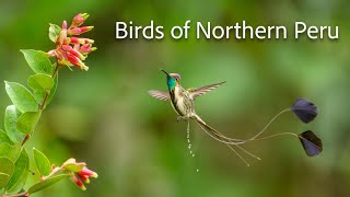 Most beautiful birds of Northern Peru