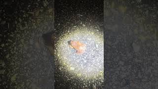 Frogs Are On The Move