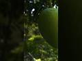 mango ka season aaya🥭🥭🥭🥭🥭🥭🥭🥭 #entertainment video