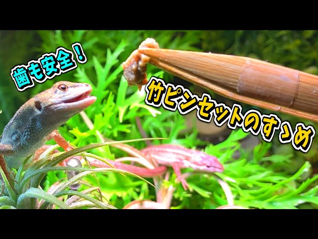 Bamboo tweezers not for reptiles are perfect for reptiles