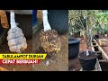 Cangkok Susu Durian | Tabulampot Durian Cepat Berbuah!
