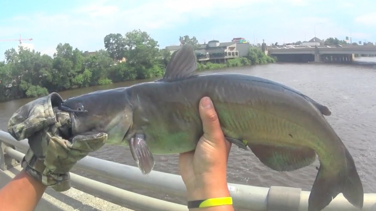 15 Lb Grand River Catfish! YouTube