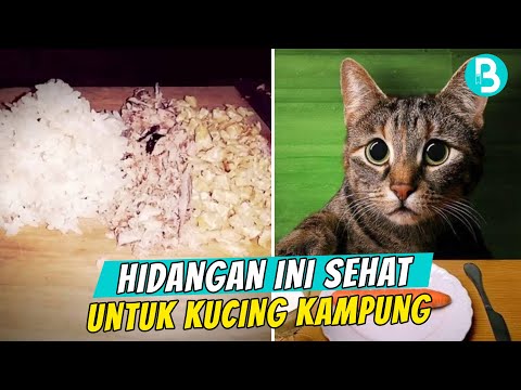 Video: Apa Yang Harus Anda Beri Makan Untuk Kucing Dengan Kanker? - Makanan Terbaik Untuk Kucing Penderita Kanker