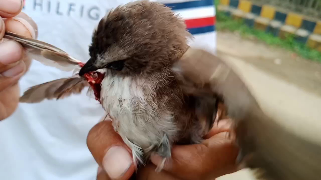 BERBURU BURUNG KARUANG DAN KUTILANG 