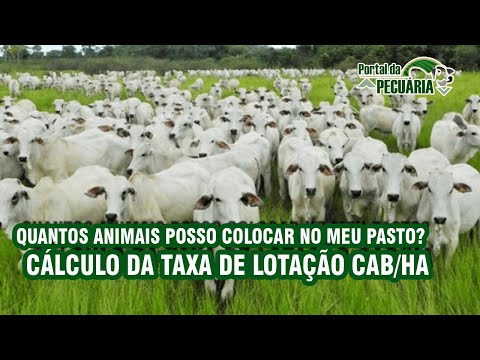 Quantos animais posso colocar no meu pasto? Calculo da taxa de lotação cab/ha