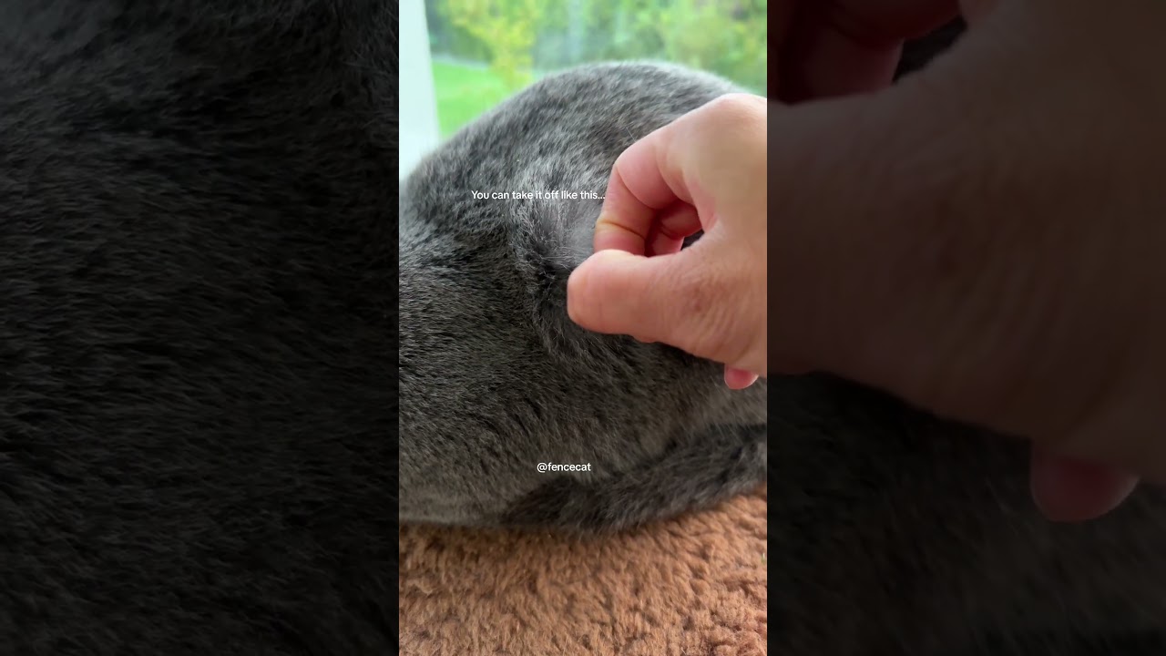 What this green thing is on the cat's fur... 