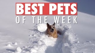 Best Pets of the Week | November 2018 Week 2