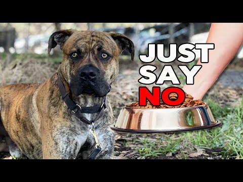 वीडियो: कैसे एक अजनबी से खाना मना करने के लिए एक कुत्ते को प्रशिक्षित करने के लिए