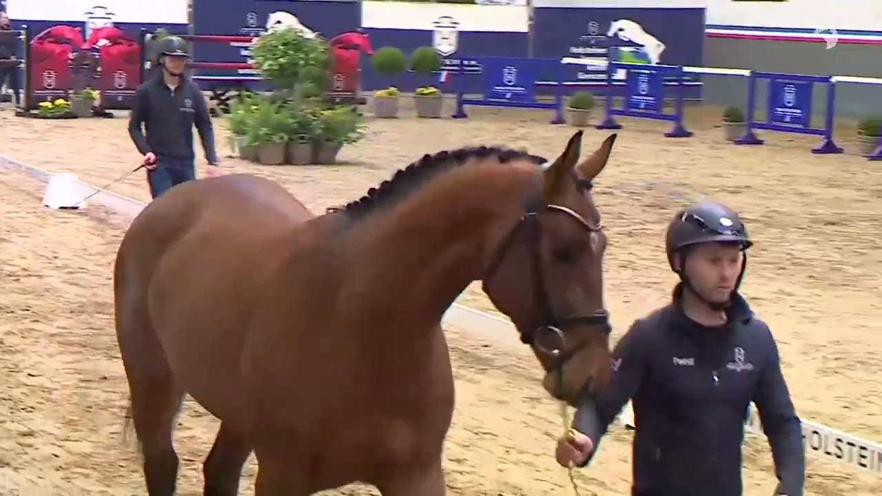 Chacoris da Chacco  Blue-Coriano