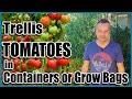 How to Grow Tomatoes in Containers or Grow Bags - Trellis Ideas for Indeterminates