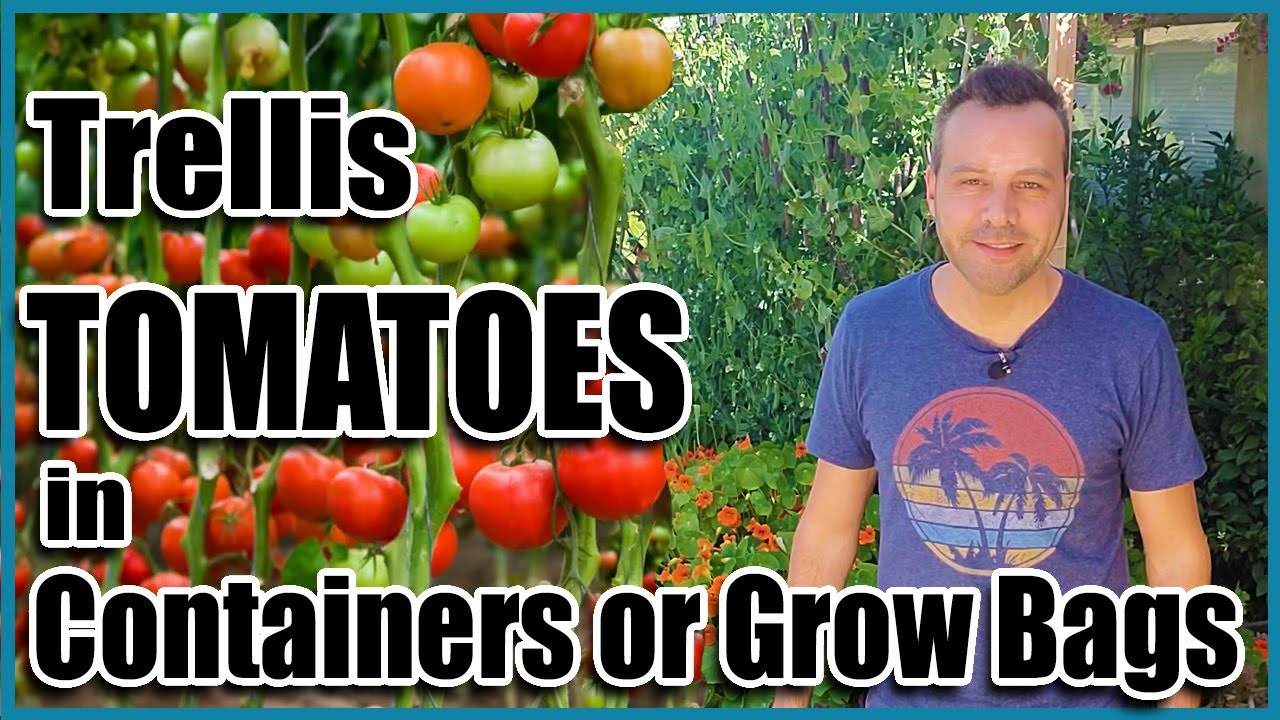 Grow Bag Pots - Growing Tomatoes in Grow Bags