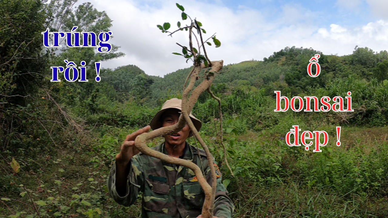trúng được ổ bonsai co lắc đẹp ngoài tự nhiên