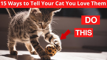 The Secret Language of Cats: 15 Ways to Show Your Feline Friend You Care