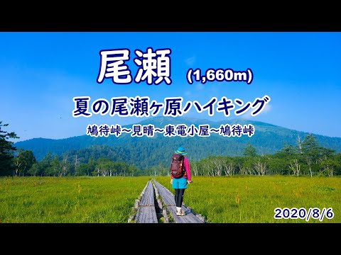 【尾瀬】夏の尾瀬ヶ原ハイキング　（鳩待峠～見晴～東電小屋～鳩待峠）