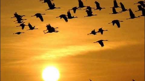 سورة التكاثر 102