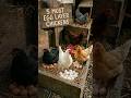 Top 5 Egg Laying Chickens in the World! 🐔🥚 #backyardchickens #shorts #homesteading