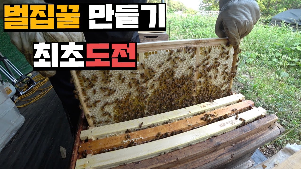 양봉 시작하고 처음 도전해보는 천연 벌집꿀 만들어보기
