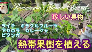 【果樹栽培】熱帯果樹を植える　#家庭菜園　#ベランダ菜園　