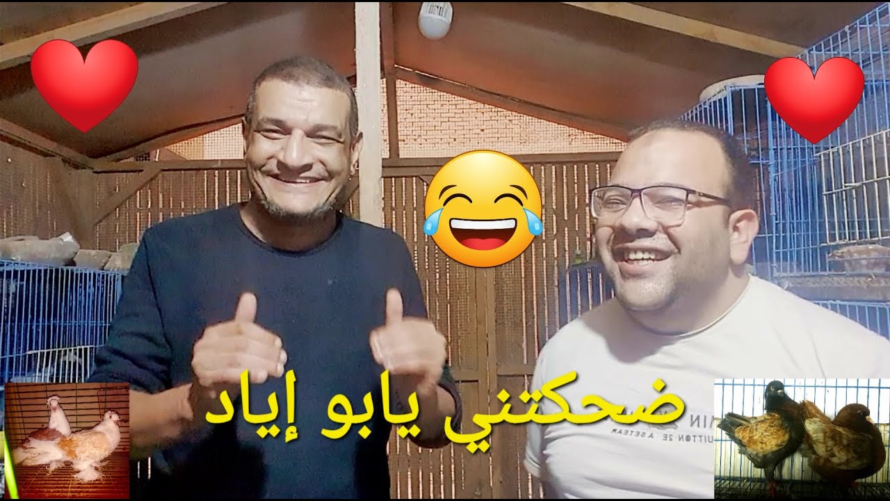 يا اخي علاج التنفسي ودمعة العين عند الحمام سهل 👍بس ركز شوية🧐 مع الرد على أسئلة المشتركين#دمعه_العين