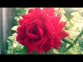 Rain & Roses - Live - Дождь и Розы - Вживую - Relax Music Video