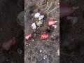 arı kalmayınca karınca beslemeye başladım  :))