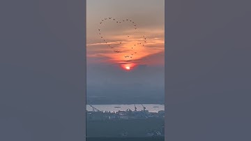 Thumbnail of sun rise 🌅 morning view with beautiful nature bird #shorts #nature #video