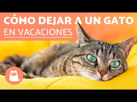 Video: Cómo Adjuntar Un Gato Para Las Vacaciones