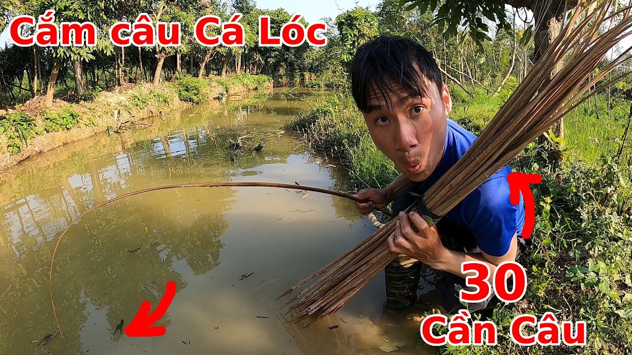Cắm 30 cái Cần Câu để săn Cá Lóc cụ, và cái kết