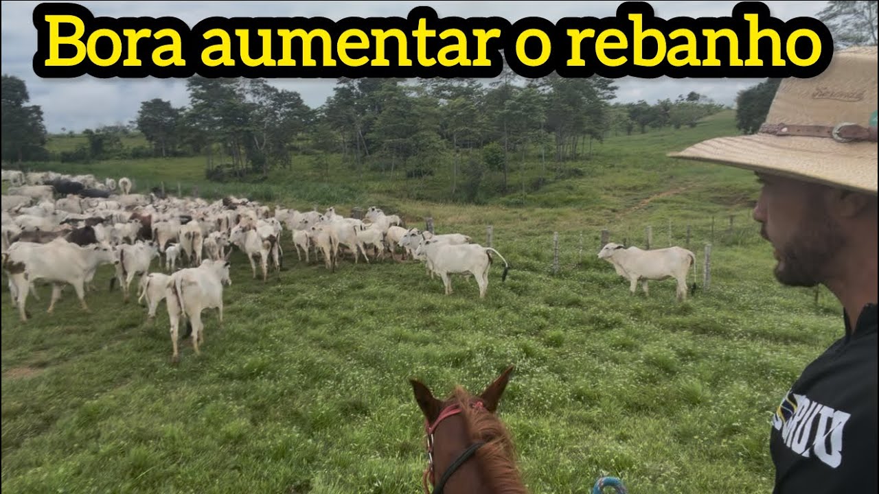 Bora aumenta o rebanho mas com cautela no preço e no pasto 