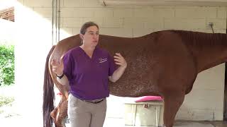 Body Condition Score video