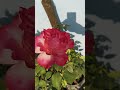 Varigated Rose... #rose #bonsai #garden #gardening #shorts #like #subscribe #trending