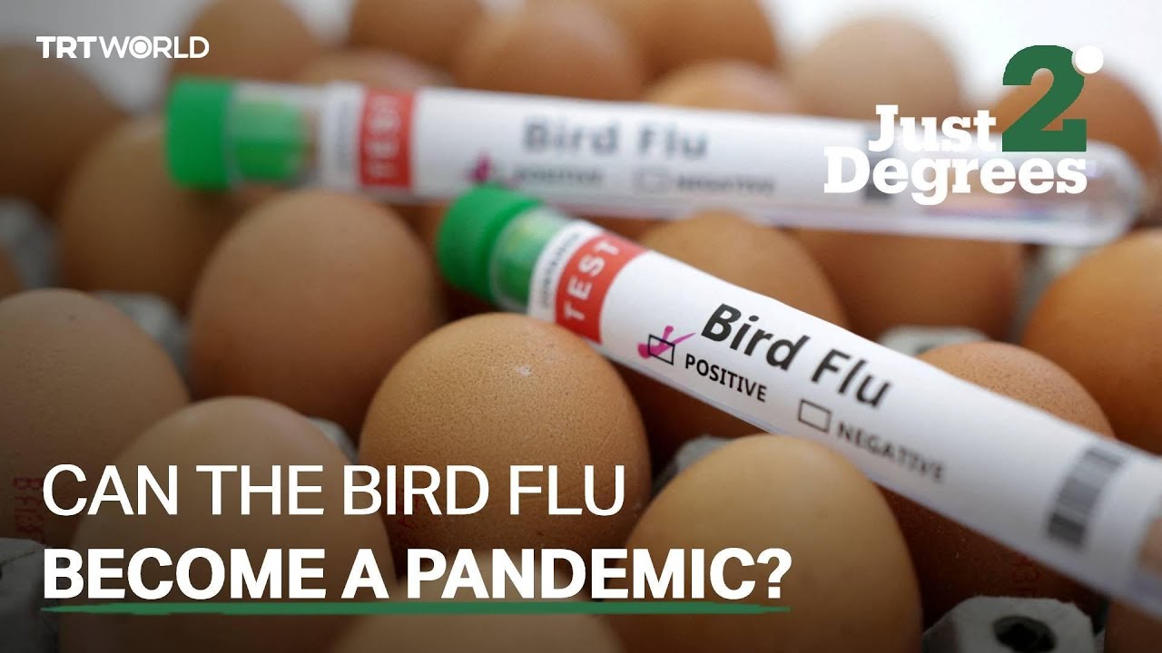 Just 2 Degrees: Can the bird flu become a pandemic? - YouTube