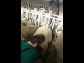 Контролно доене на овца от порода Лакон