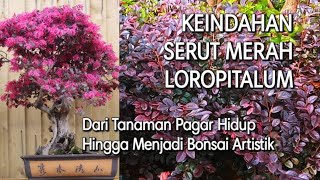 Serut merah loropitalum | tanaman hias eksotis