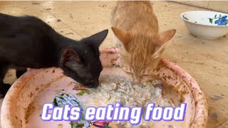 CATS EATING FOOD