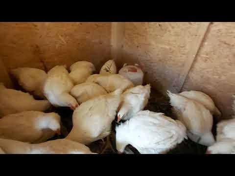 Video: Moja skúsenosť Chov kurčiat Ameraucana Od kurčiat až po sliepky