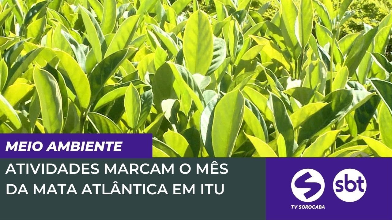 Atividades marcam o mês da Mata Atlântica em Itu | TV Sorocaba SBT ...