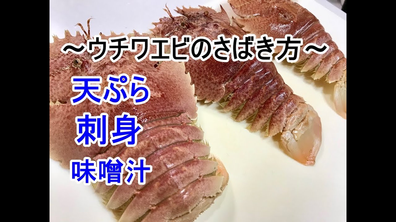 ウチワエビのさばき方 刺身 天ぷら 味噌汁 Youtube
